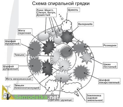 схема растений на спиральной грядке