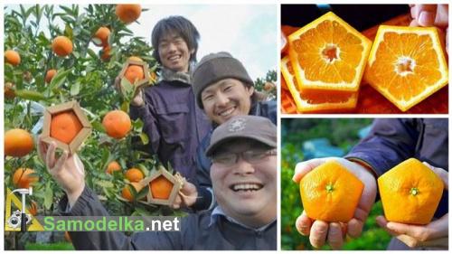 Как вырастить апельсин в форме пентагона