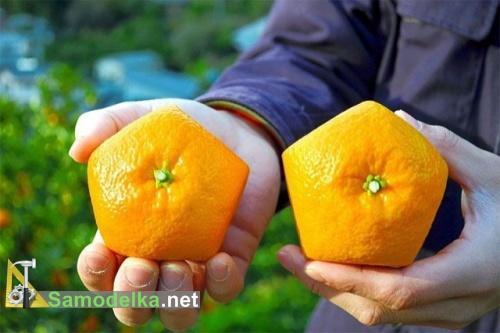 Как вырастить апельсин в форме пентагона