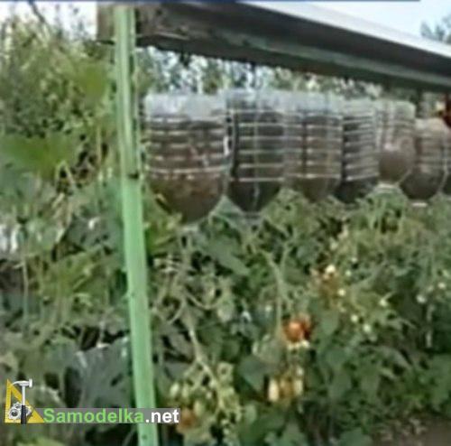 помидоры вверх корнями в бутылках