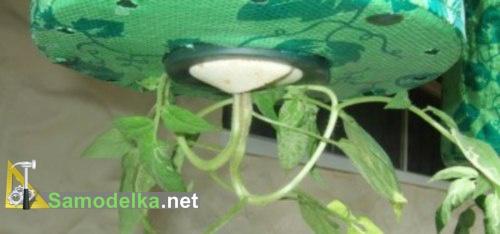 помидоры вверх корнями затыкаем отверстие