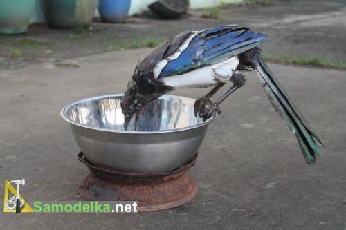 Сорока