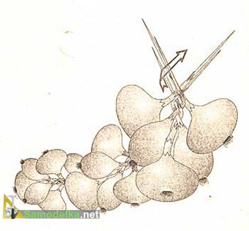 обычная схема плетения косы из лука обычная схема плетения косы из лука