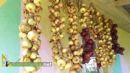 коса из лука в прохладном месте на хранении коса из лука в прохладном месте на хранении