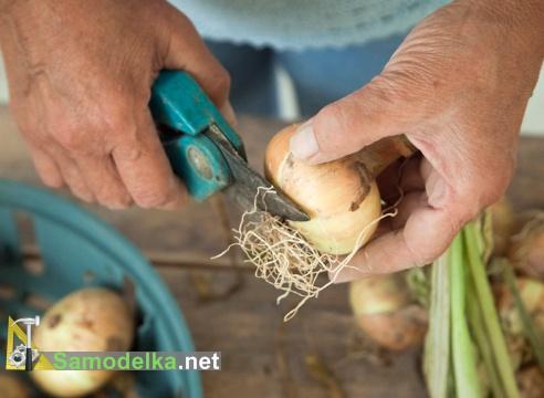 обрезаем корни на луковицах обрезаем корни на луковицах