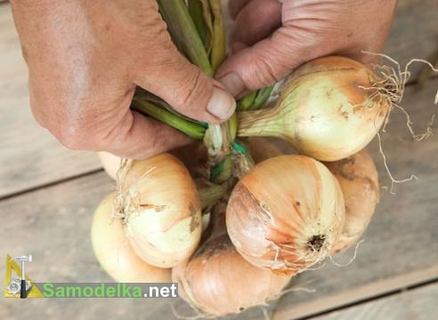 плетение косы из лука плетение косы из лука