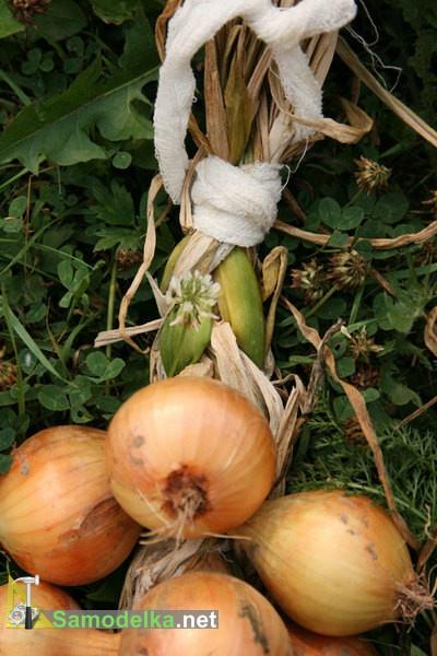 перевязываем луковую косы на конце бинтом перевязываем луковую косы на конце бинтом