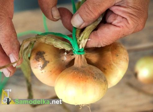 связываем три луковицы связываем три луковицы