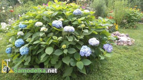 Цветущий куст гортензии, который мы будем укрывать