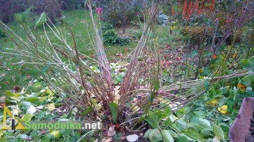 Удаляем с гортензии листья и связываем побеги в пучки