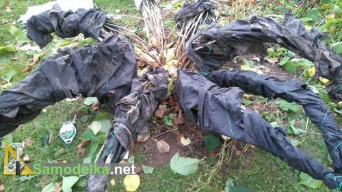 Пучки веток гортензии закутываем лутрасилом